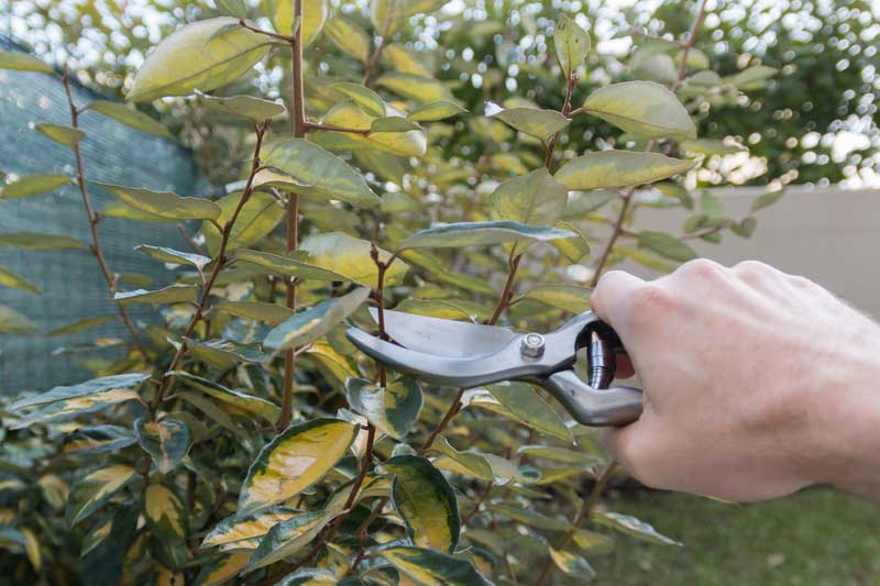 JA Garden Services pruning